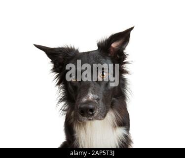 Nahaufnahme des Porträts der liebenswürdig reinrassigen Border Collie, die merkwürdig isoliert auf weißem Hintergrund mit Kopierbereich wegschaut. Lustige schwarze und weiße Hundefatte Stockfoto