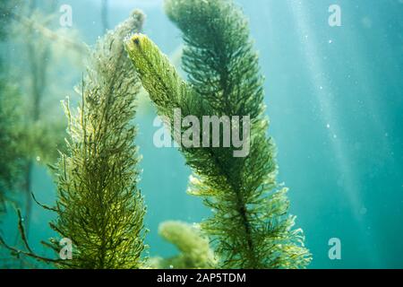 Unterwasser Flora. Unterwasser Pflanzen Flüsse, Seen, Teich Stockfoto