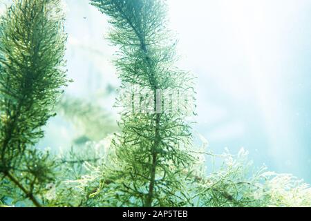 Unterwasser Flora. Unterwasser Pflanzen Flüsse, Seen, Teich Stockfoto