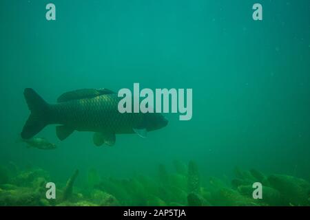 Karpfen unter Wasser Fotografie in einem See in Österreich, fantastische Unterwasser Fisch Fotografie Stockfoto