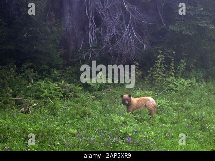 Schwarzer Bär im Field Mount Rainier National Park Washington State USA Stockfoto