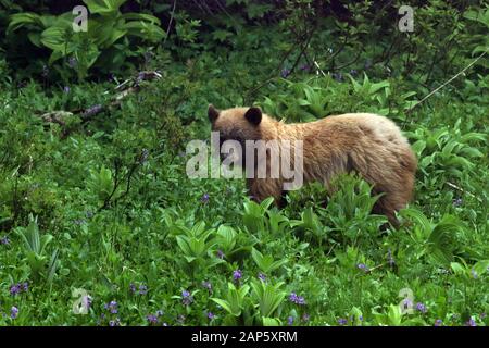 Schwarzer Bär im Field Mount Rainier National Park Washington State USA Stockfoto