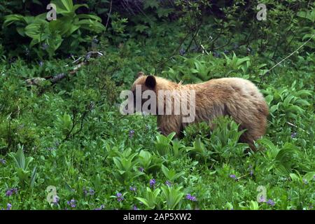 Schwarzer Bär im Field Mount Rainier National Park Washington State USA Stockfoto