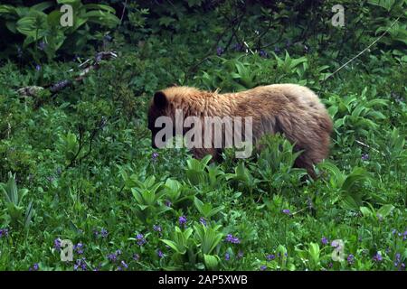 Schwarzer Bär im Field Mount Rainier National Park Washington State USA Stockfoto