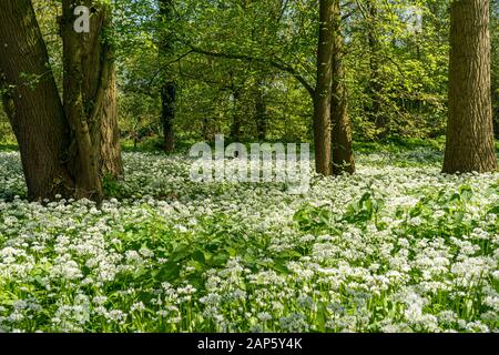 Ein weißer und grüner Teppich aus wildem Knoblauch, Allium ursinum, der im alten Wald in Großbritannien wächst Stockfoto