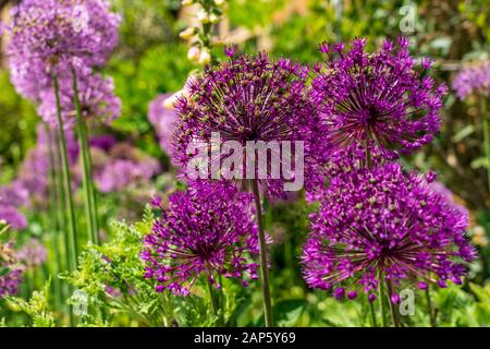 Allium hollandicum Purple Sensation Blumenköpfe in verschiedenen Purpurtönen, die in einer Grenze mit unfokussiert-Hintergrund blühen Stockfoto