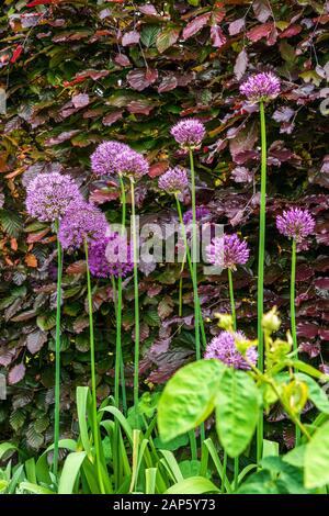 Allium hollandicum purpurne Sensation vor einer kupfernen Heckenhecke, die die hohen Stängel der Alallien im Hochformat zeigt Stockfoto