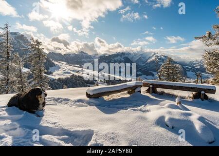 Wundervolle Winterwanderung vom Restaurant Eggli über den Forstseeli- und Diepoldsauer Schwamm zum Fähnerenspitz im Appenzeller Land in der Schweiz Stockfoto