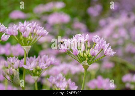 Nahaufnahme des Allium unifolium 'Eros'-Blumenkopfes, mit Biennährung, mit anderen rosafarbenen Gallien im Hintergrund Stockfoto