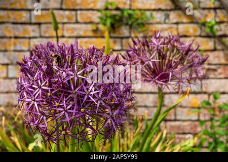 Allium cristophii (Christophii) blüht im Cottage Garden, mit Bienen, die sich von den lila sternförmigen Blumen ernähren, mit Ziegelwand im Hintergrund Stockfoto