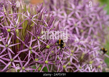 Nahaufnahme der violetten Blumen von Allium cristophii (Christophii), Stern von Persien, mit Hummeln, die sich füttern Stockfoto