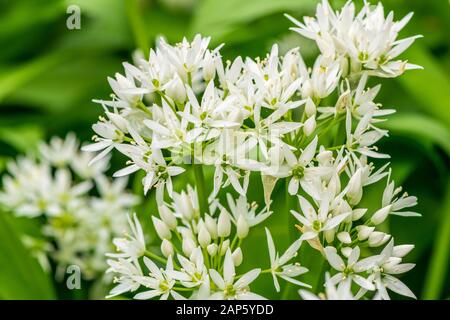 Nahaufnahme von sternweißen Blumenblüten auf den Kamelen des Allium ursinum, wilder Knoblauch, der in der Waldlandschaft wächst Stockfoto