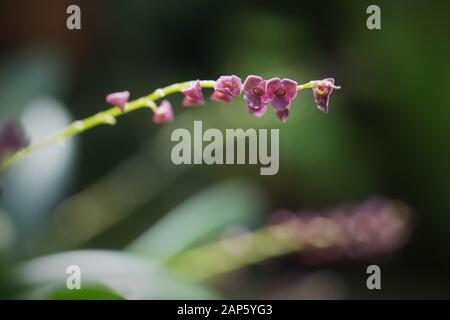 Monophyllorchis argentata Orchidee Blumen, hautnah. Stockfoto