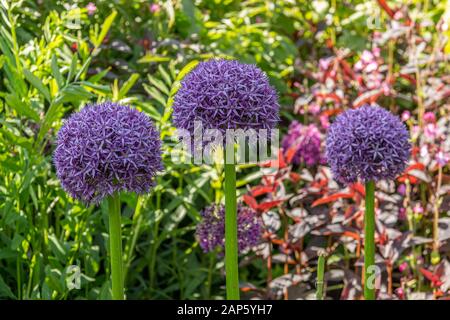 Hohe, blaue allium Blumen in einer sonnigen Gartengrenze mit grünem und violettem Laub im Hintergrund Stockfoto