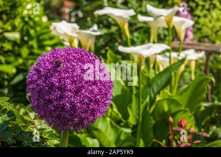 Großer Kugelblumenkopf von Allium Purple Sensation, mit Bienenfütterung, in einer Gartengrenze mit weißen Arum lillies im Hintergrund Stockfoto