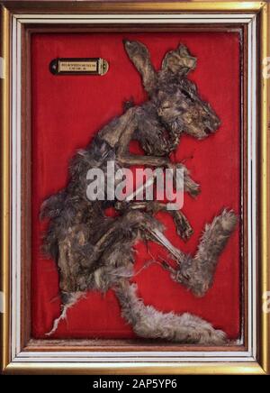 Oryctolagus cuniculus. Kaninchen ein kleiner Vogel in der Familie der Bestellung Lagomorpha Leporidae Stockfoto