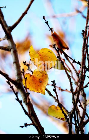 Herz Verlässt im Herbst Stockfoto