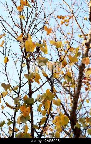 Blätter im Herbst Stockfoto