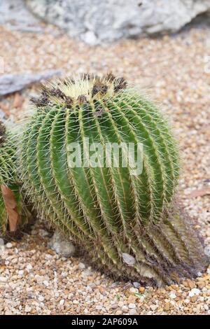 Mexiko Kaktus. Stockfoto