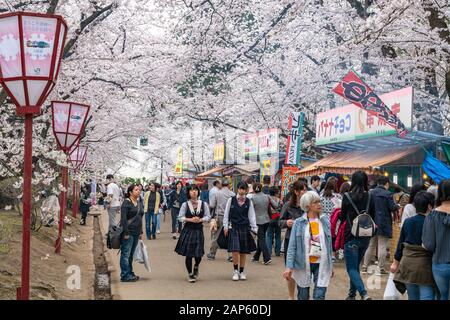 Im Frühling blüht die Kirschblüte im Hirosaki Park. Viele Straßenhändler hier während des Festivals. Besucher genießen Schönheit voller Blüte rosafarbene Blumen, Essen Stockfoto