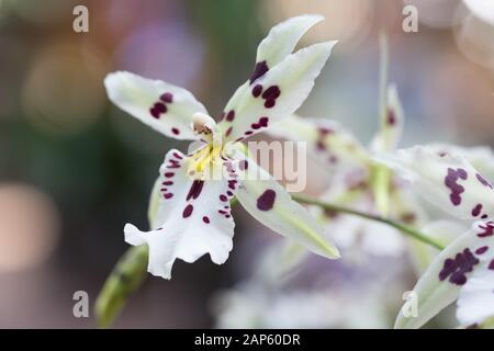 Tropic Lily' Hilo Raumschiff "Orchidee. Stockfoto