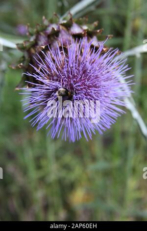 Eine Biene sammelt Pollen aus einer Distel Blume Stockfoto