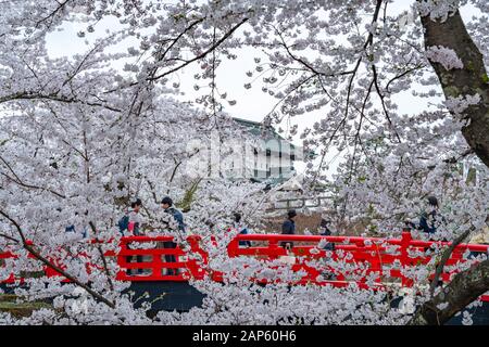 Hirosaki Schlosspark Kirschblüten im Frühling Saison sonniger Tag Morgen. Schönheit volle Blüte rosafarbene Sakura-Blumen am inneren Wassergraben. Präfektur Aomori