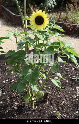 Schöne Sonnenblumen wachsen in einem englischen Landgarten Stockfoto