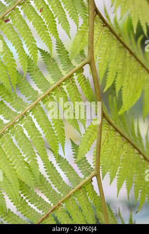 Cyathea cooperi Blätter, hautnah. Stockfoto