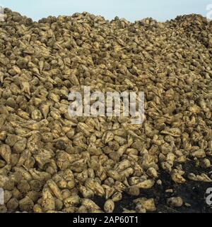 Stapel von geerntet, überstieg Zuckerrüben Wurzeln, bereit für den Transport in der Zuckerfabrik, Cambridgeshire, November Stockfoto