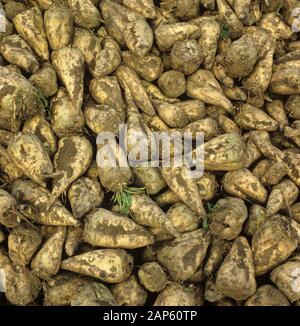 Stapel von geerntet, überstieg Zuckerrüben Wurzeln, bereit für den Transport in der Zuckerfabrik, Cambridgeshire, November Stockfoto