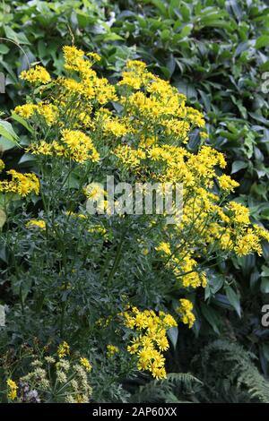 Eine leuchtend gelbe Ragwort-Anlage Stockfoto