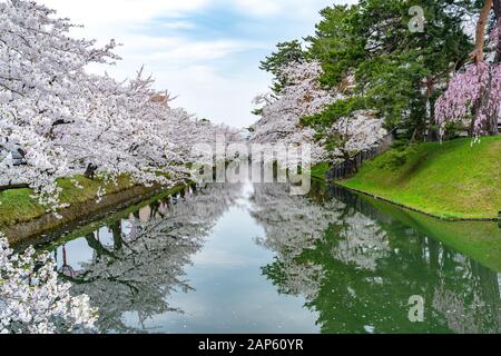 Hirosaki Park Kirschblüten Matsuri Festival im Frühling Saison schöner Morgen Tag. Schönheit volle Blüte rosafarbene Sakura-Blumen am äußeren Wassergraben. Aomori Stockfoto