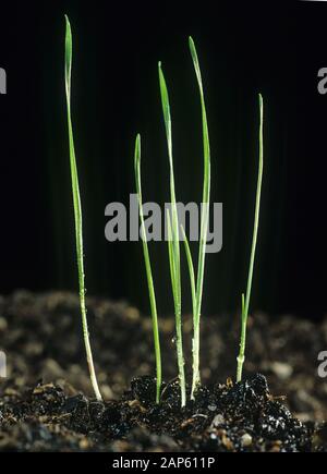 Blackgrass (alopecurus Myosuroides) Sämling Unkraut Gräser bei Einzel- und frühen zwei blattstadium Stockfoto