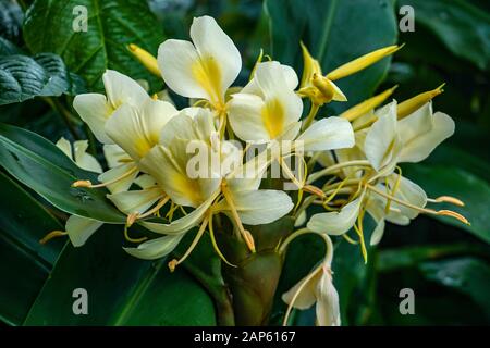 Weißer Blumenstrauß tropisch duftende Blumen der Sorte Hedychium coronarium, die im Regenwald "El Yunque" auf der Insel Puerto Rico wachsen. Stockfoto