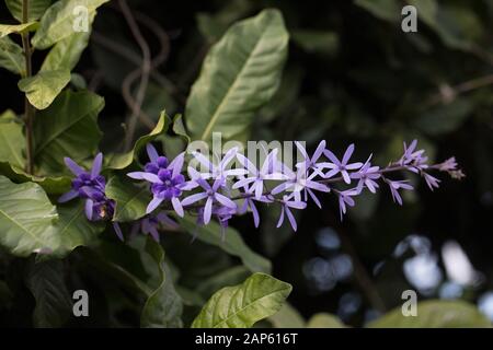 Petrea Volubilis, gemeinhin als lila Kranz Blumen bekannt. Stockfoto