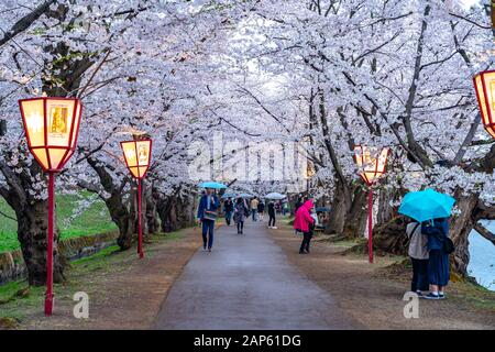 Hirosaki Park Kirschblütenmatsuri-Festival im Frühling. Schönheit voller Blüte rosa Sakura-Blumen-Tunnel im Westgraben. Präfektur Aomori, Toh Stockfoto