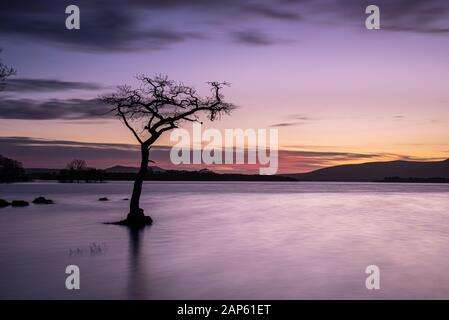 Ein Sonnenuntergang an der malerischen einsamer Baum in Milarrochy Bay am Loch Lomond, in der Nähe des Dorfes Balmaha, Schottland. Stockfoto