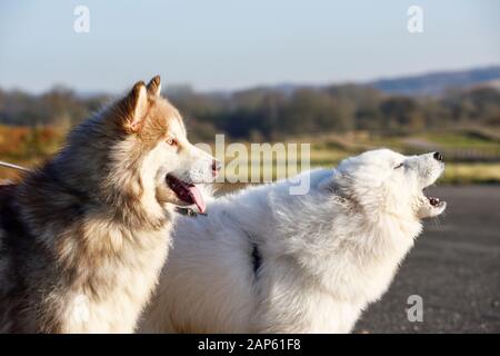 Professionelle Dog Walker mit Alaskan Malamute und Samojeden Rasse. Samoyed bellt. Stockfoto
