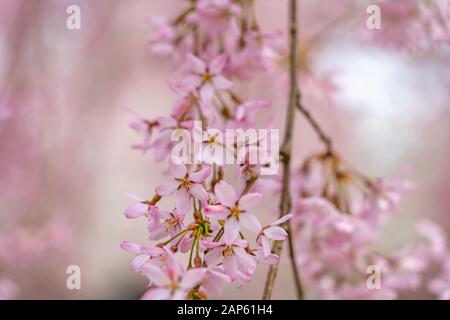 Nahaufnahme voller Blüte schöne rosafarbene Kirschblüten Blumen ( Sakura ) im Frühling sonniger Tag. Schönheit natürlicher Hintergrund Stockfoto