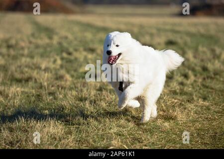 Professionelle Dog Walker mit Alaskan Malamute und Bulldog Rassen. Bulldog läuft über das Feld. Stockfoto