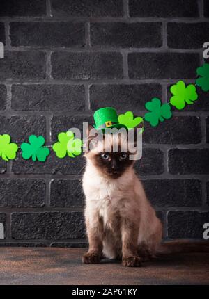 Lustige Katze in grünem Leprechaun Stockfoto