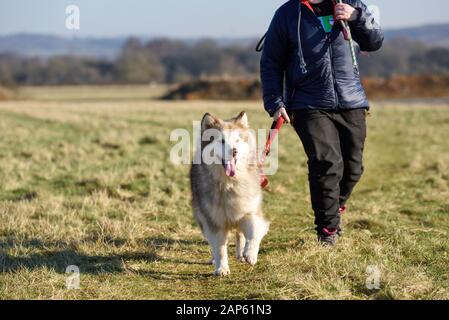 Professionelle Dog Walker mit Alaskan Malamute und Bulldog Rassen. Stockfoto