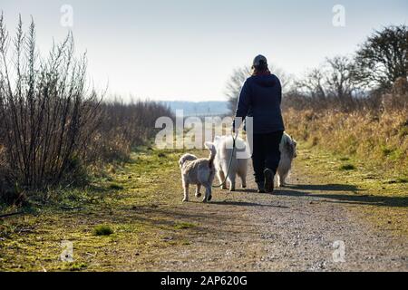 Professionelle Dog Walker mit Alaskan Malamute und Bulldog Rassen. Stockfoto