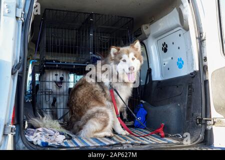 Professionelle Dog Walker mit Alaskan Malamute und Bulldog Rassen. Stockfoto