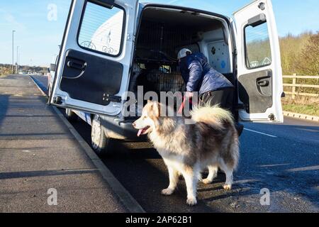 Professionelle Dog Walker mit Alaskan Malamute und Bulldog Rassen. Stockfoto