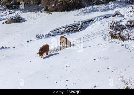 Kühe am Berg mit Schnee im Sanabria, in der Nähe der See, Castilla y Leon, Spanien Stockfoto