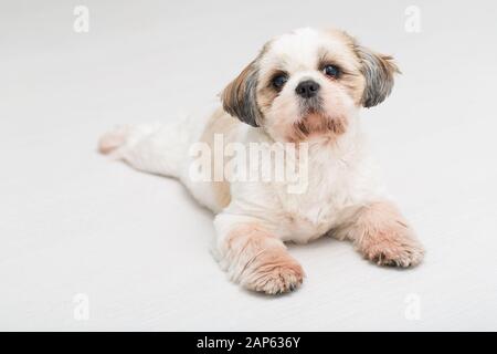 Shih Tzu Welpen auf weißem Hintergrund posiert. Studio Portrait des Hundes. Stockfoto