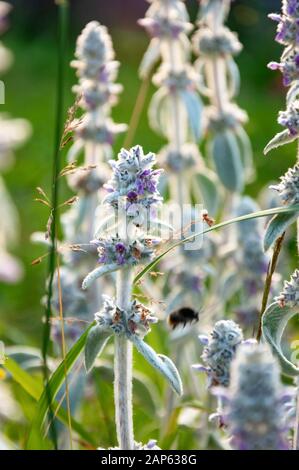 Blumen von Stachys byzantina Stockfoto