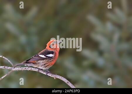 Ein männlicher, weiß geflügelter Crossbill, Loxia leucoptera, thront Stockfoto